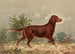 Retriever à poil plat debout, face à droite - Alexander Pope Jr — weergave van het kunstwerk
