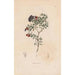 Reproductie van het schilderij Botanisch schilderij Pl05 - Alexander von Humboldt