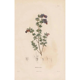 Alexander von Humboldt - Botanique Pl07.webp