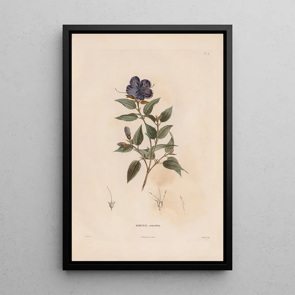 Alexander von Humboldt - Botanique Pl08.webp