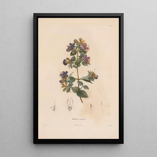 Alexander von Humboldt - Botanique Pl09.webp