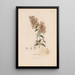 Botanisch Schilderij Pl15 - Alexander von Humboldt — ingelijst kunstwerk aan de muur
