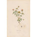 Reproductie van het schilderij Botanisch Schilderij Pl26 - Alexander von Humboldt