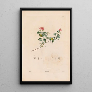 Alexander von Humboldt - Botanique Pl27.webp