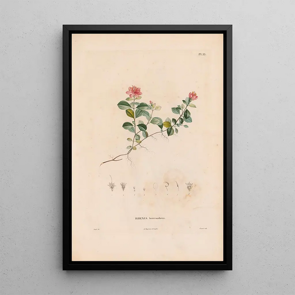 Alexander von Humboldt - Botanique Pl27.webp