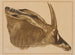 Antilope hippotrague - Alexandre Iacovleff — artwork view