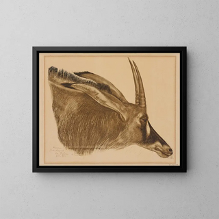 Alexandre Jacovleff - Antilope Hippotrague.webp