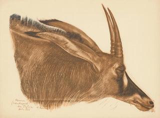 Alexandre Jacovleff - Dessins et peintures dAfrique pl 22.webp