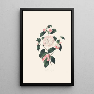 Alfred Chandler - Illustrations and descriptions of the plants which compose the natural order Camellieae Pl02.webp