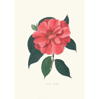 Alfred Chandler - Illustrations and descriptions of the plants which compose the natural order Camellieae Pl04.webp