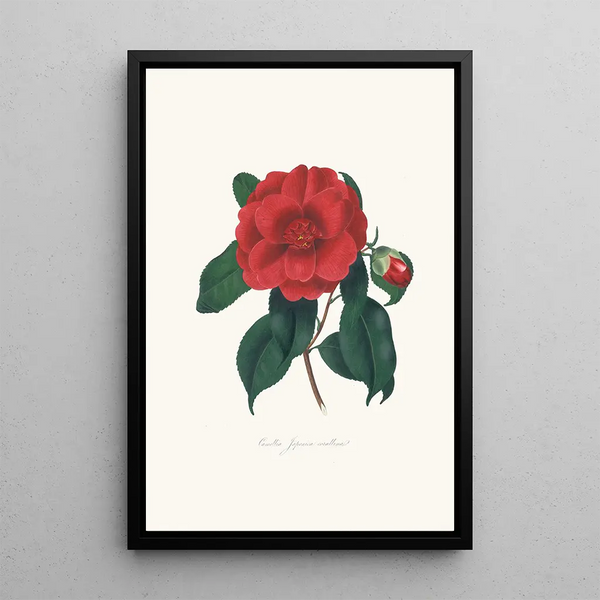 Alfred Chandler - Illustrations and descriptions of the plants which compose the natural order Camellieae Pl10.webp