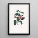 Illustraties en beschrijvingen van de planten die de natuurlijke orde van de Camellieae vormen Pl13 - Alfred Chandler