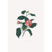 Illustraties en beschrijvingen van de planten die de natuurlijke orde van de Camellieae vormen Pl13 - Alfred Chandler