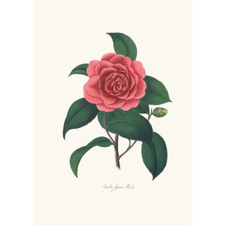 Alfred Chandler - Illustrations and descriptions of the plants which compose the natural order Camellieae Pl23.webp