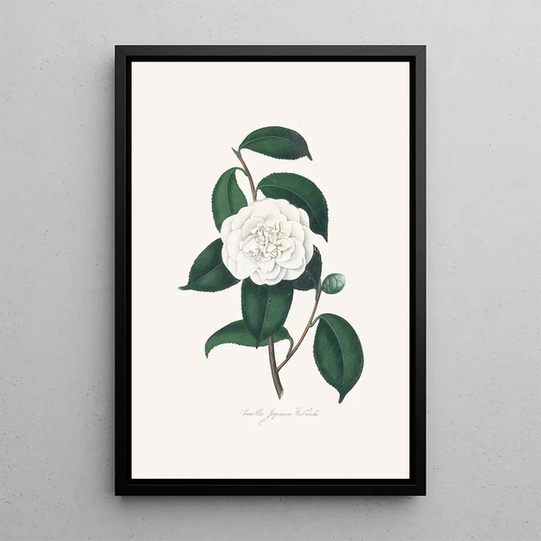 Alfred Chandler - Illustrations and descriptions of the plants which compose the natural order Camellieae Pl27.webp