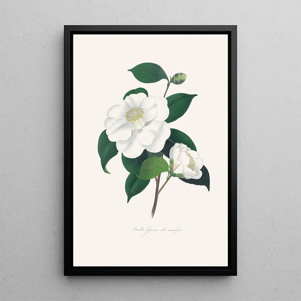 Alfred Chandler - Illustrations and descriptions of the plants which compose the natural order Camellieae Pl33.webp