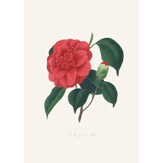 Alfred Chandler - Illustrations and descriptions of the plants which compose the natural order Camellieae Pl37.webp