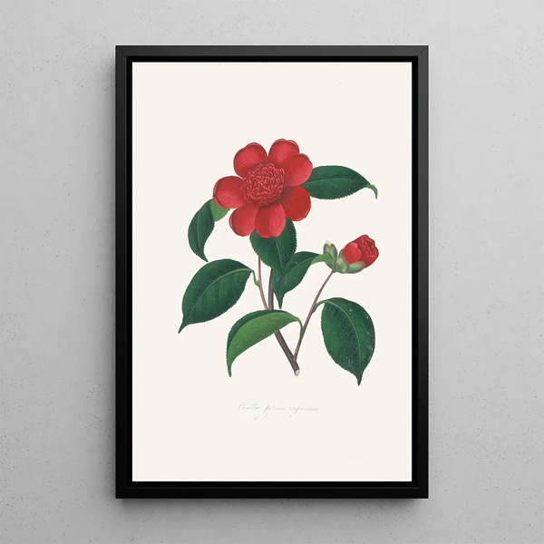 Alfred Chandler - Illustrations and descriptions of the plants which compose the natural order Camellieae Pl39.webp