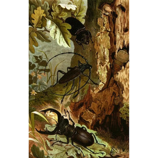 Alfred Edmund Brehm - Die Insekten Tausendfussler und Spinnen Pl 05.webp