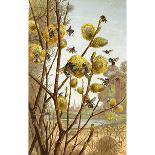 Alfred Edmund Brehm - Die Insekten Tausendfussler und Spinnen Pl 07.webp
