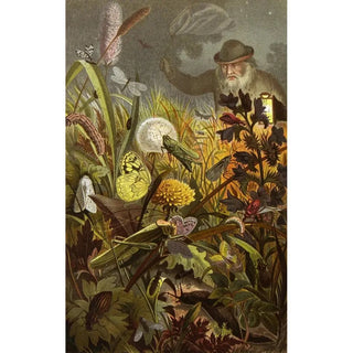 Alfred Edmund Brehm - Die Insekten Tausendfussler und Spinnen Pl 18.webp