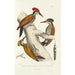 Reproductie van het schilderij Monografie des picidés pl04 - Alfred Malherbe