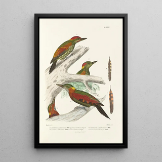 Alfred Malherbe - Monographie des picides pl14.webp