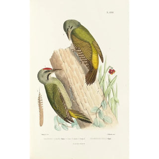 Alfred Malherbe - Monographie des picides pl20.webp