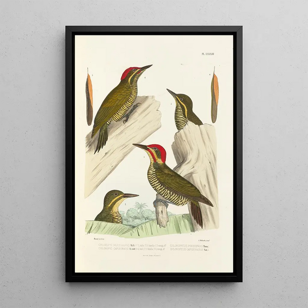 Alfred Malherbe - Monographie des picides pl22.webp