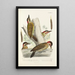 Reproductie van het schilderij Monografie des picides pl27 - Alfred Malherbe