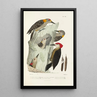 Alfred Malherbe - Monographie des picides pl33.webp