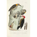 Reproductie van het schilderij Monografie des picides pl33 - Alfred Malherbe