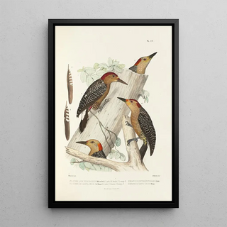 Alfred Malherbe - Monographie des picides pl34.webp
