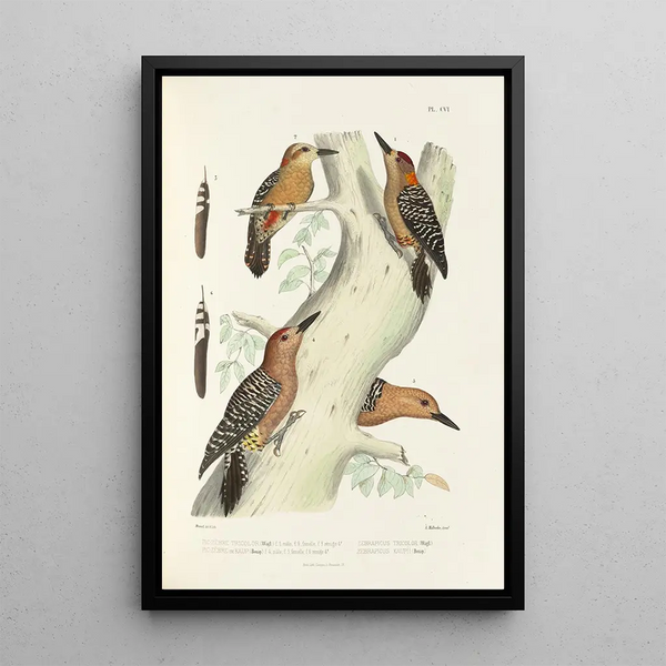 Alfred Malherbe - Monographie des picides pl35.webp