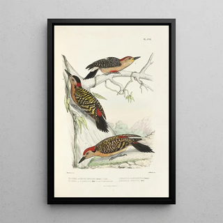 Alfred Malherbe - Monographie des picides pl36.webp