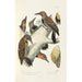 Reproductie van het schilderij Monografie van de picides pl38 - Alfred Malherbe