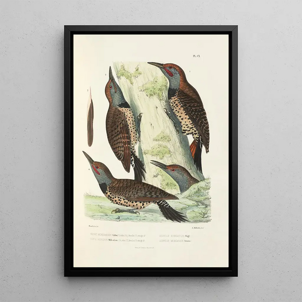 Alfred Malherbe - Monographie des picides pl39.webp