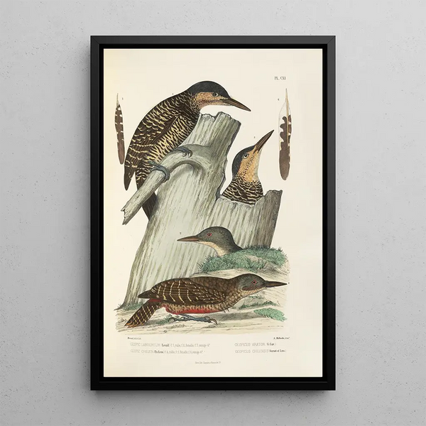 Alfred Malherbe - Monographie des picides pl40.webp