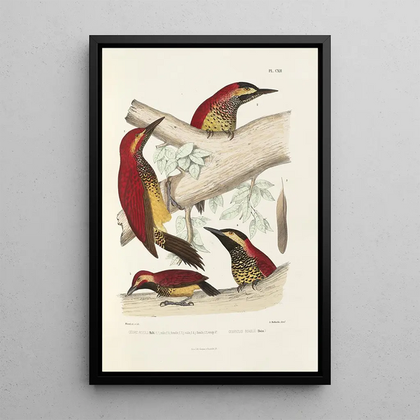 Alfred Malherbe - Monographie des picides pl41.webp