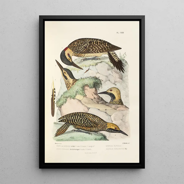 Alfred Malherbe - Monographie des picides pl42.webp