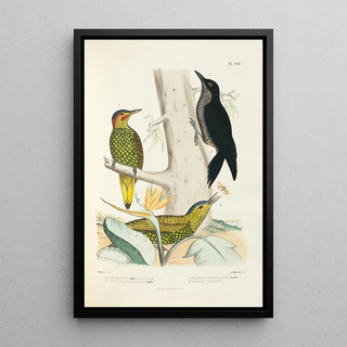 Alfred Malherbe - Monographie des picides pl43.webp