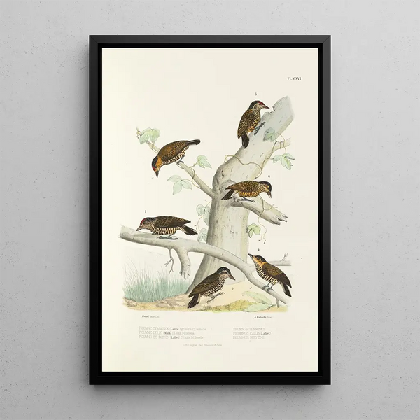 Alfred Malherbe - Monographie des picides pl45.webp
