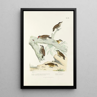 Alfred Malherbe - Monographie des picides pl49.webp