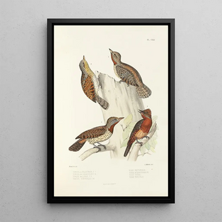 Alfred Malherbe - Monographie des picides pl50.webp