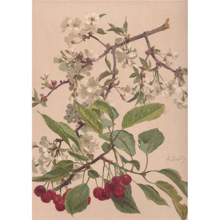 Alice Bailly - Aquarelle dune branche de cerisier.webp