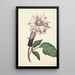 Reproductie van het schilderij Plant Datura Fastuosa Lin - Alida Withoos