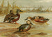Australische eend, Zuid-Afrikaanse eend, rode eend - Allan Brooks — weergave van het kunstwerk