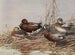 Blauwe-gevlekte eend met blauwe vleugels - Allan Brooks — weergave van het kunstwerk