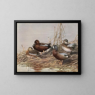 Allan Brooks - Cinnamon Teal BlueWinged Teal.webp