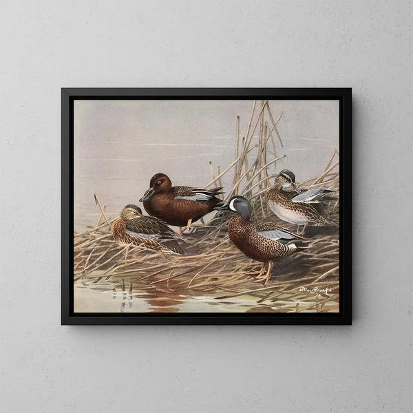 Blauwe-gevlekte eend met blauwe vleugels - Allan Brooks — ingelijst kunstwerk aan de muur